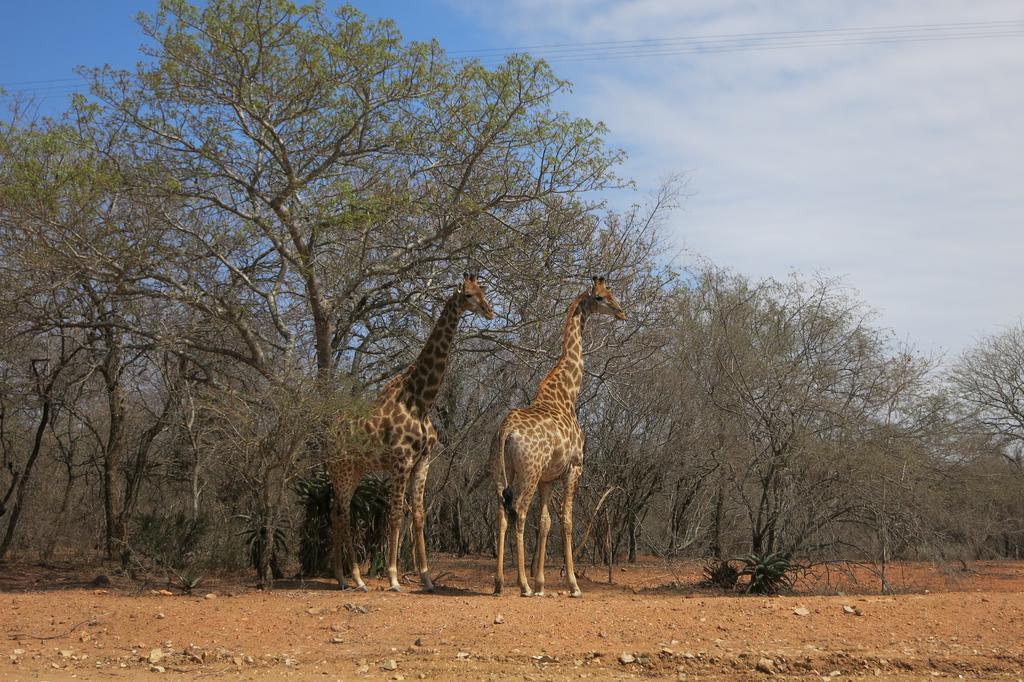 Treetops Marloth Park Ngoại thất bức ảnh