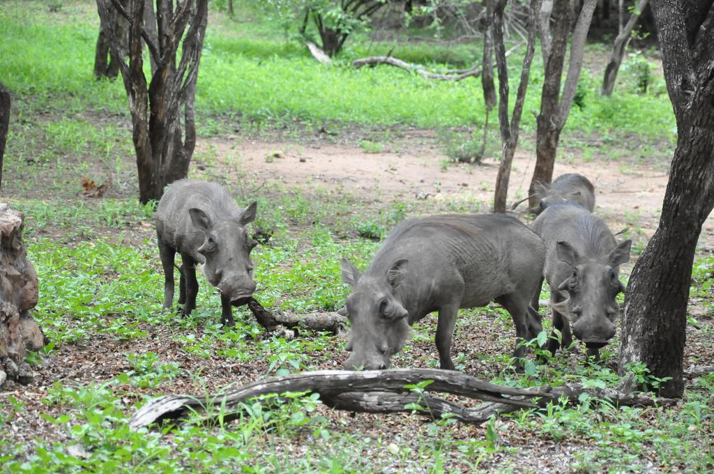 Treetops Marloth Park Ngoại thất bức ảnh