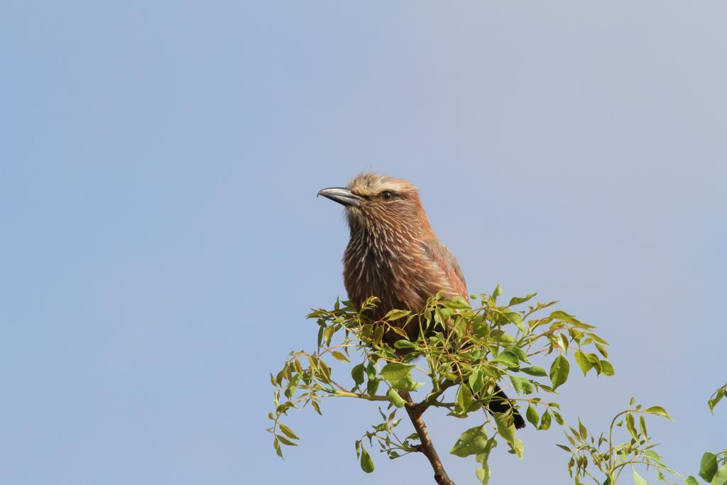 Treetops Marloth Park Ngoại thất bức ảnh